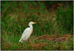 stl-heron