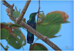 stl-hummer