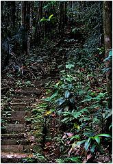 stl-jungle_stairs