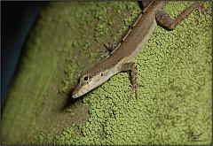 anole1