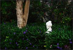 garden1
