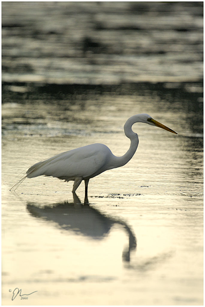 egret.jpg