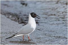 blkheadgull2