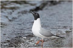 blkheadgull3
