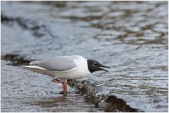 blkheadgull4