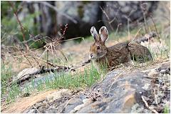 bunny1