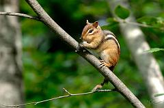 chipmunk
