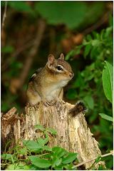 chipmunk2