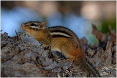 chipmunk3