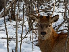 deer