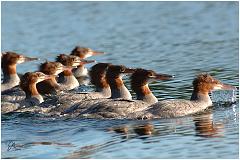 ducks