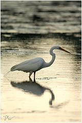 egret