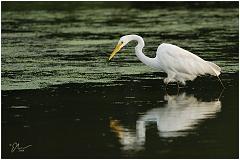 egret2