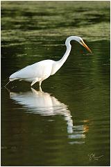 egret3