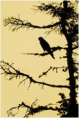 falconsky