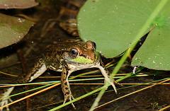 frog1