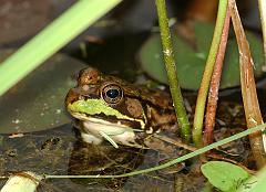 frog2