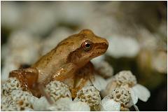 frog4