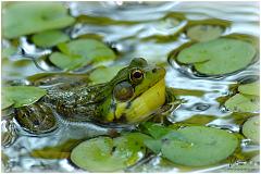 frog5