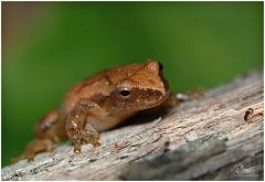 frog6