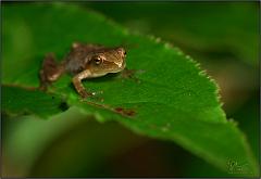 frog7