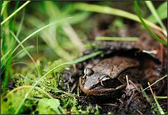 frog8