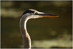 greatheron2