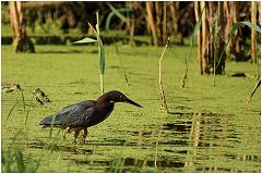 greenheron