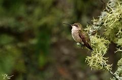 hummer
