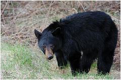 littlebear1