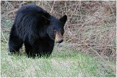littlebear2