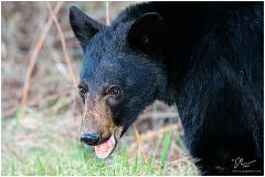 littlebear3