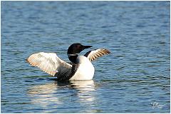 loon