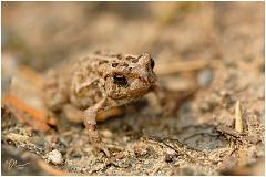paletoad