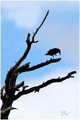raven1