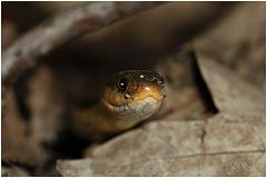 snake2