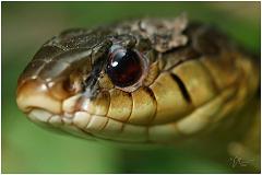 snake3