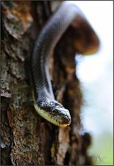 snake4