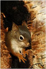 squirell