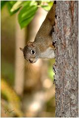squirell2