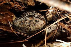 toad