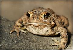 toad3