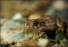 toad4