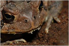 toadface
