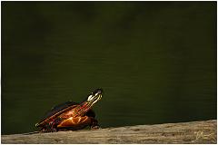 turtle2