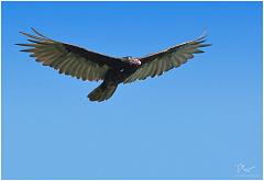 vulture1