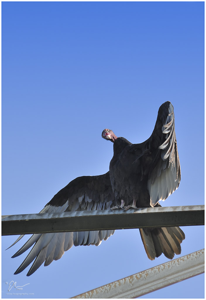 vulture2.jpg