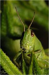 Insects