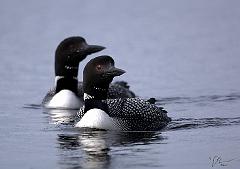 Wildlife