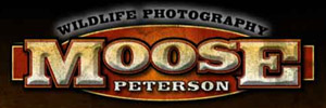 Moose Peterson Wildlife Photography